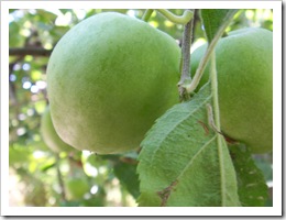 Jambol 2007-07-28 (1)